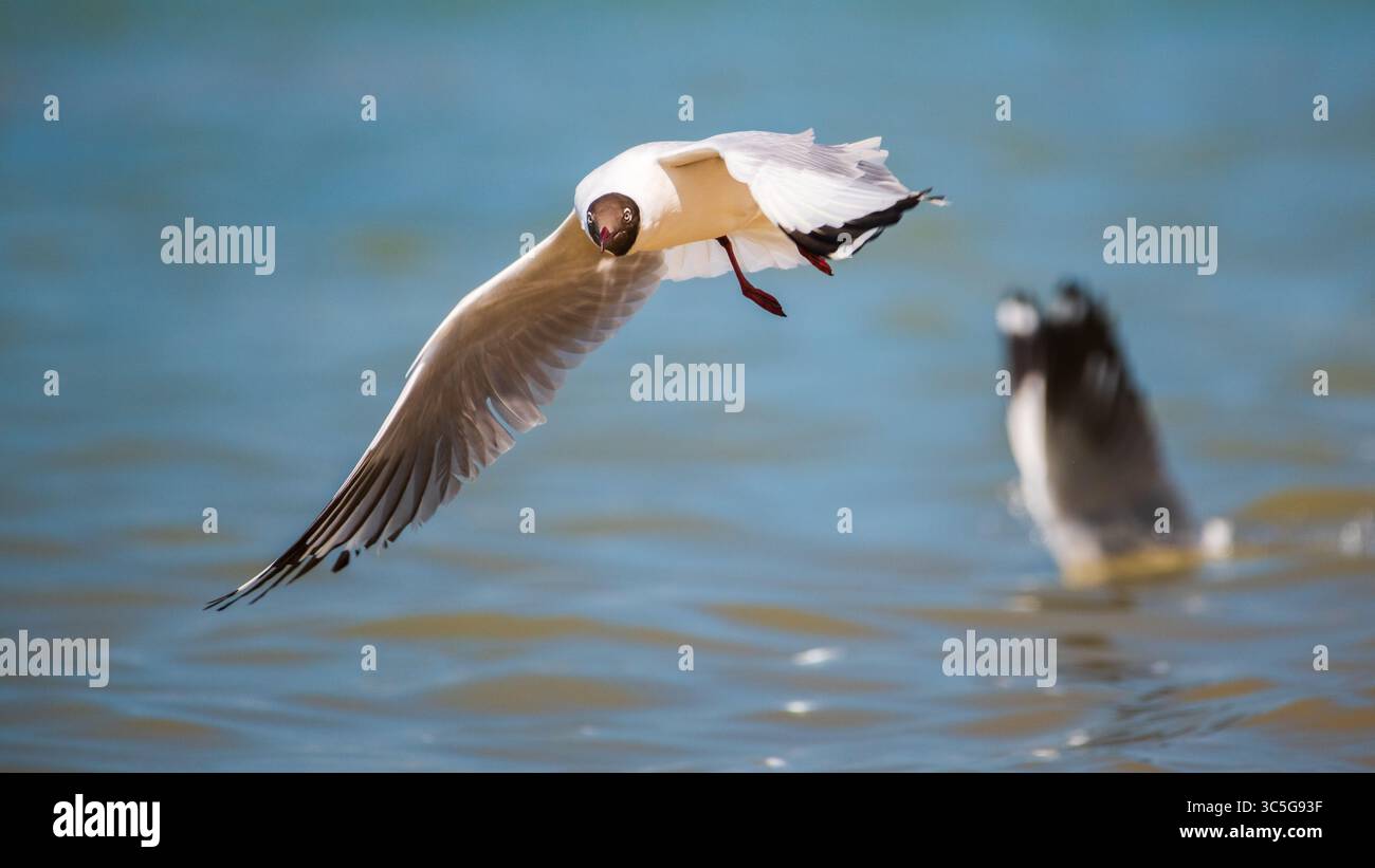 Un gabbiano dalla testa marrone sopra le acque Foto Stock