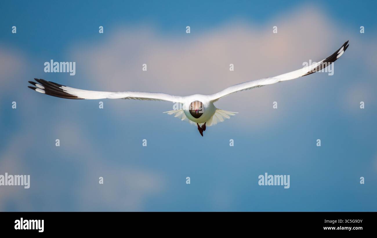 Gabbiano in volo. Un gabbiano dalla testa marrone (Chroicocephalus brunnicephalus) sorvola direttamente verso la telecamera con le sue ali completamente estese contro il cle Foto Stock