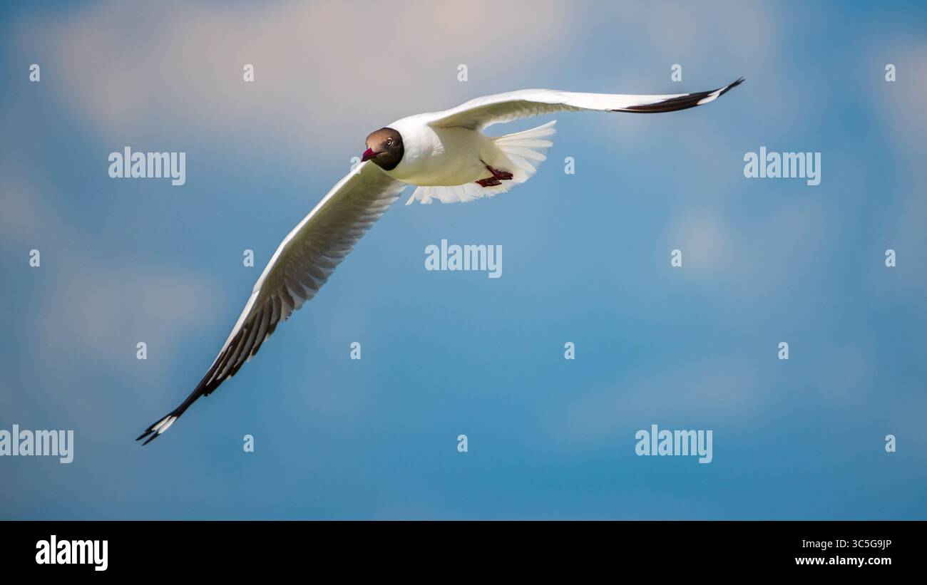 Gabbiano dalla testa marrone (Chroicocephalus brunnicephalus) che vola con le sue ali estese contro i cieli di Talaimannar, Sri Lanka Foto Stock