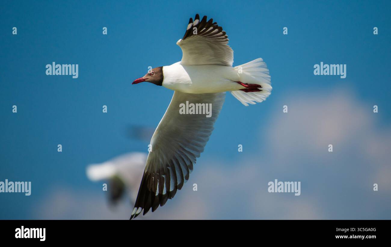Gull dalla testa marrone nel primo piano di volo. Foto Stock