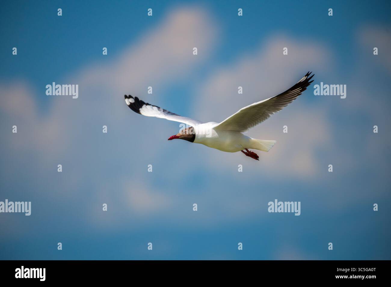 Gull dalla testa marrone in volo con le sue ali completamente estese nei cieli di Talaimannar, Sri Lanka Foto Stock