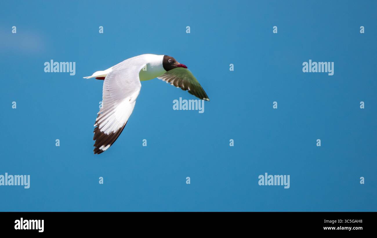 Gull dalla testa marrone in volo contro i cieli azzurri di Talaimannar, Sri Lanka Foto Stock