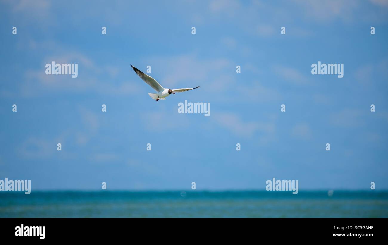 Un gabbiano dalla testa marrone (Chroicocephalus brunnicephalus) si libra a mezz'aria con ali completamente estese contro il cielo blu di Talaimannar, Sri Lanka Foto Stock