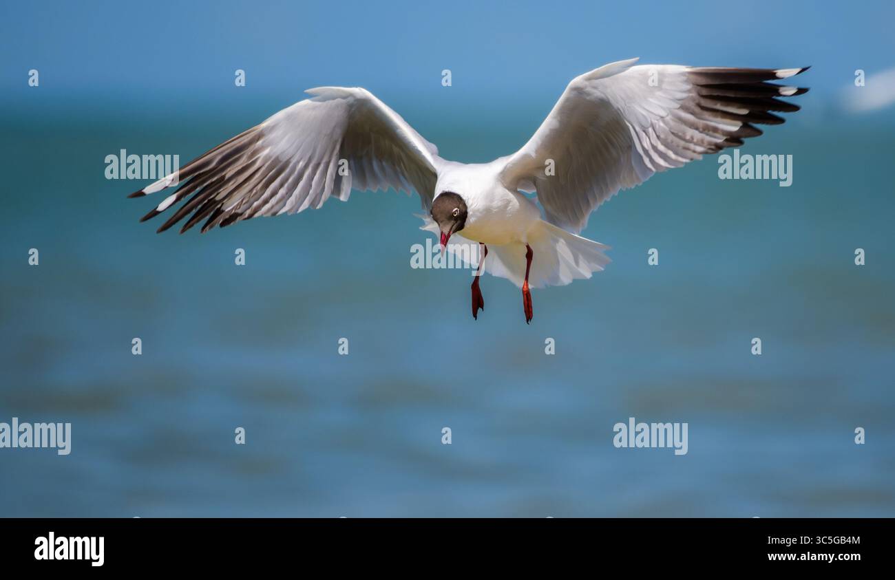 Un gabbiano dalla testa marrone (Chroicocephalus brunnicephalus) si libra a mezz'aria con ali completamente estese Foto Stock