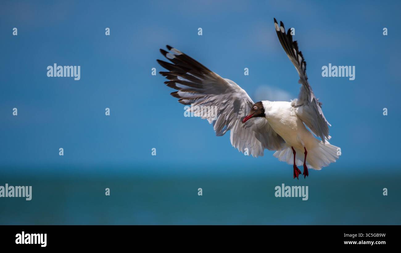 Un gabbiano dalla testa marrone (Chroicocephalus brunnicephalus) si libra a mezz'aria con ali completamente estese, mostrando il suo piumaggio contro il cielo blu di Talaiman Foto Stock