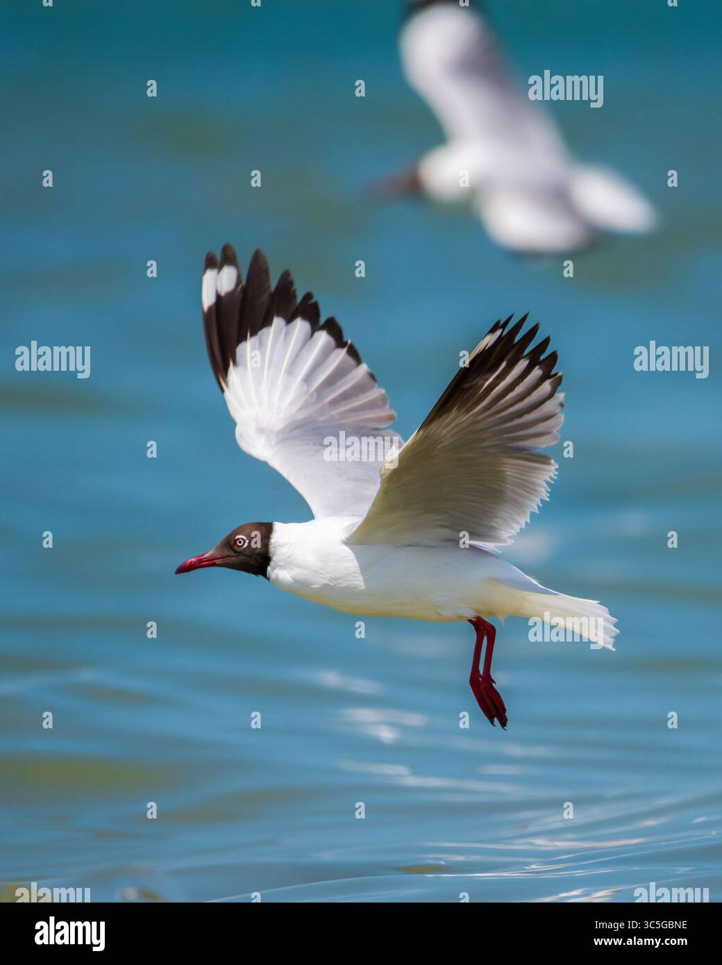 Un gabbiano dalla testa marrone vola sopra le acque, decollando dopo aver tentato di catturare un pesce. Foto Stock
