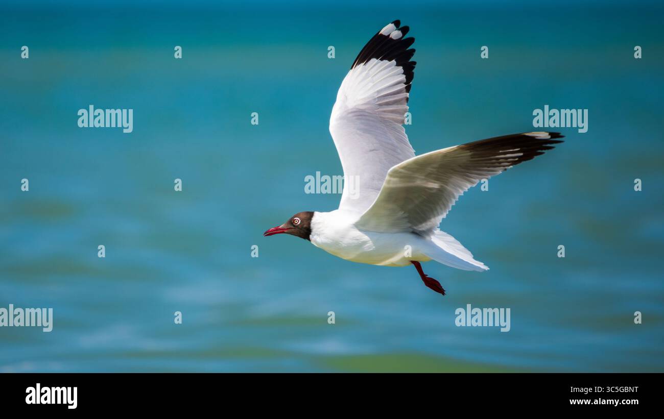 Un gabbiano dalla testa marrone (Chroicocephalus brunnicephalus) scivola senza sforzo sulle acque, con ali completamente estese in volo. Foto Stock