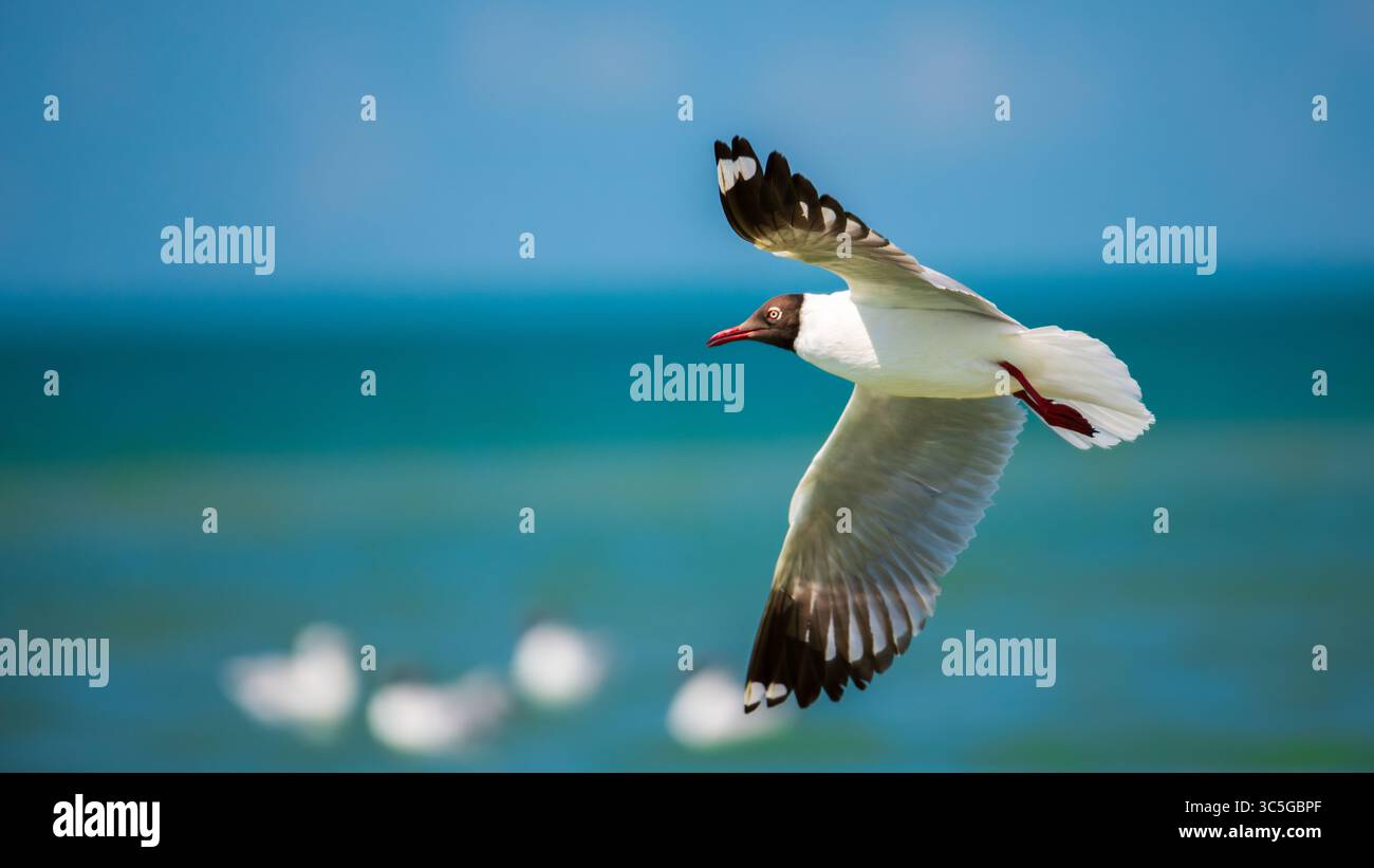 Un gabbiano dalla testa marrone (Chroicocephalus brunnicephalus) scivola senza sforzo sulle acque, con ali completamente estese in volo. Foto Stock