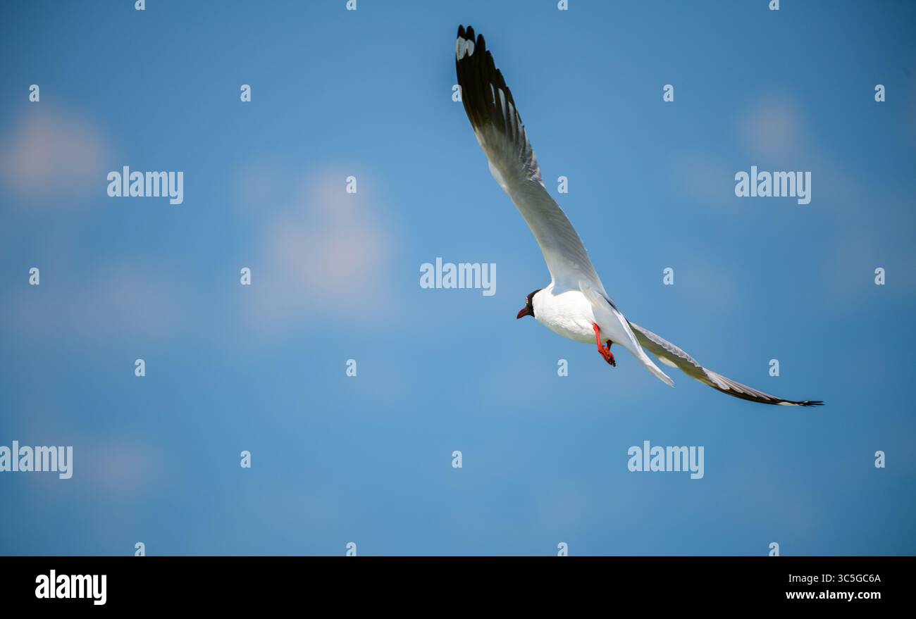 Il gabbiano si innalza attraverso il cielo azzurro di Talaimannar, Sri Lanka Foto Stock