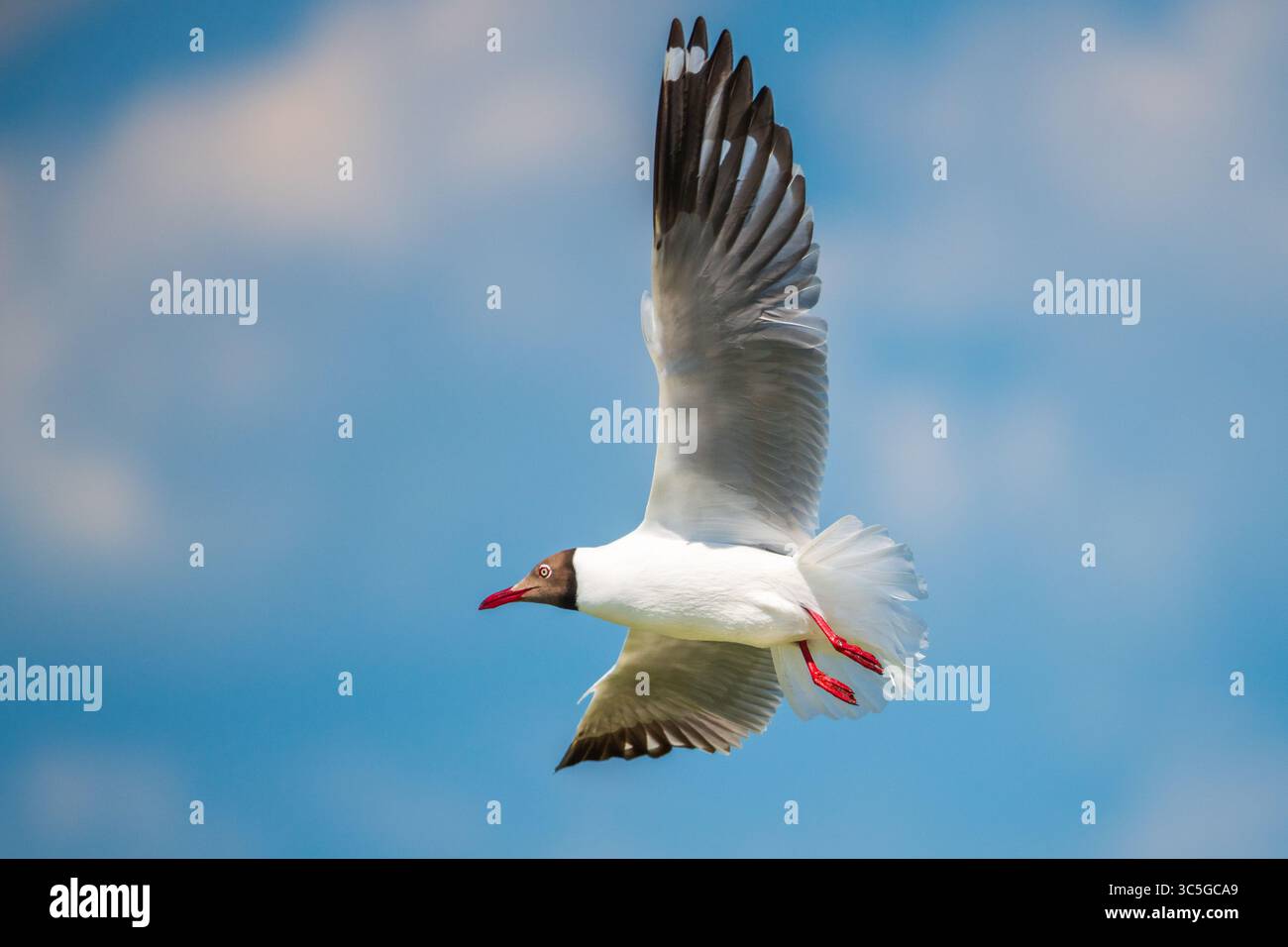 Il gabbiano vola attraverso il cielo azzurro e limpido sopra Talaimannar, Sri Lanka, con le sue ali ad arco elegantemente e le gambe rosse allungate in volo Foto Stock