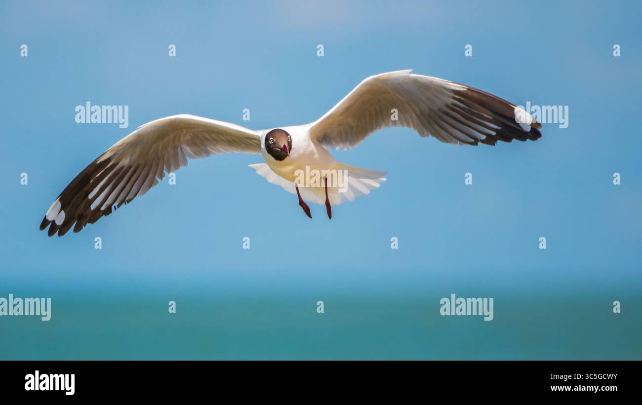 Il gabbiano dalla testa marrone che vola con le sue ali estese contro i cieli di Talaimannar, Sri Lanka Foto Stock