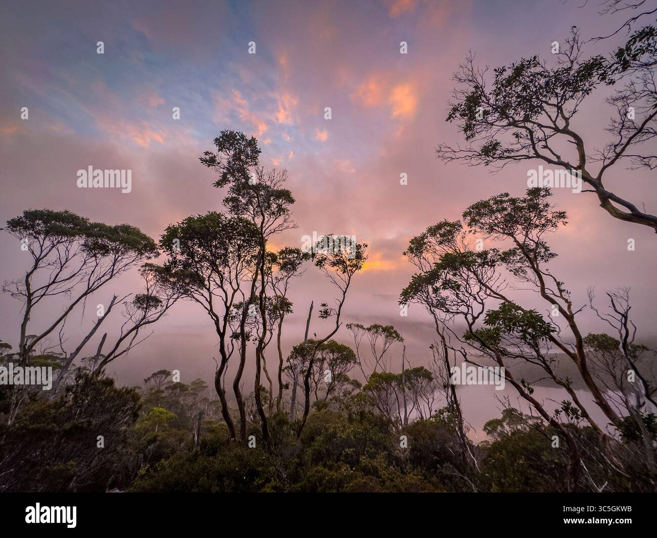 Cradle Mountain National Park, Tasmania, Australia. Foto Stock