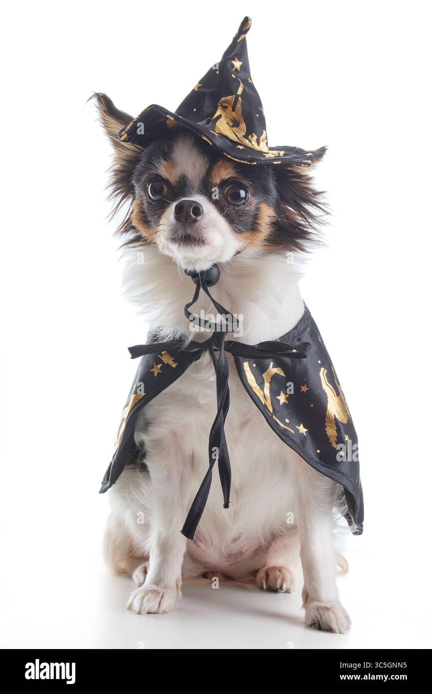 Un piccolo cane Chihuahua vestito da strega con cappello e mantello con sfondo bianco Foto Stock