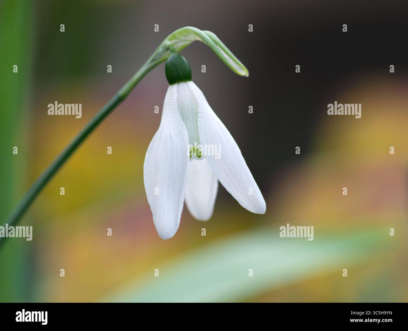 Testa di fiore a goccia di neve bianca singola (Galanthus nivalus) con sfondo sfocato, Inghilterra, Regno Unito. Foto Stock