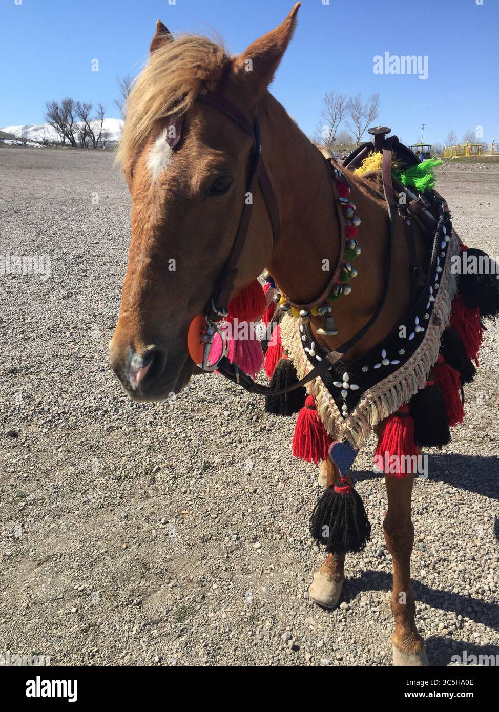 Cavallo marrone decorato con elementi tradizionali in piedi sul terreno a Meshgin Shahr, provincia di Ardabil, Iran, che mostra il patrimonio culturale persiano. Foto Stock