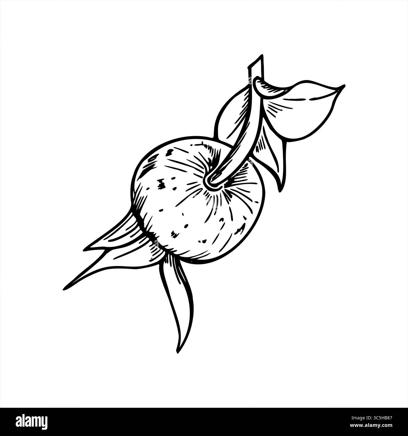 Illustrazione monocromatica isolata vettoriale di bacche di rosehip maturo dipinta da inchiostri neri. Bozzetto grafico di frutti di bosco sani per la medicina a base di erbe Illustrazione Vettoriale