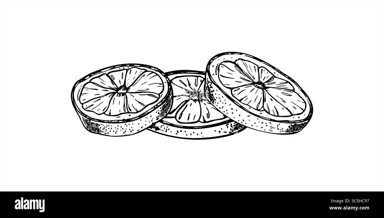 Illustrazione vettoriale a tre fette di agrumi rotonde dipinta con inchiostri neri. Disegno a linee di limone, arancio o lime con inchiostro nero in stile monocromatico. Illustrazione Vettoriale