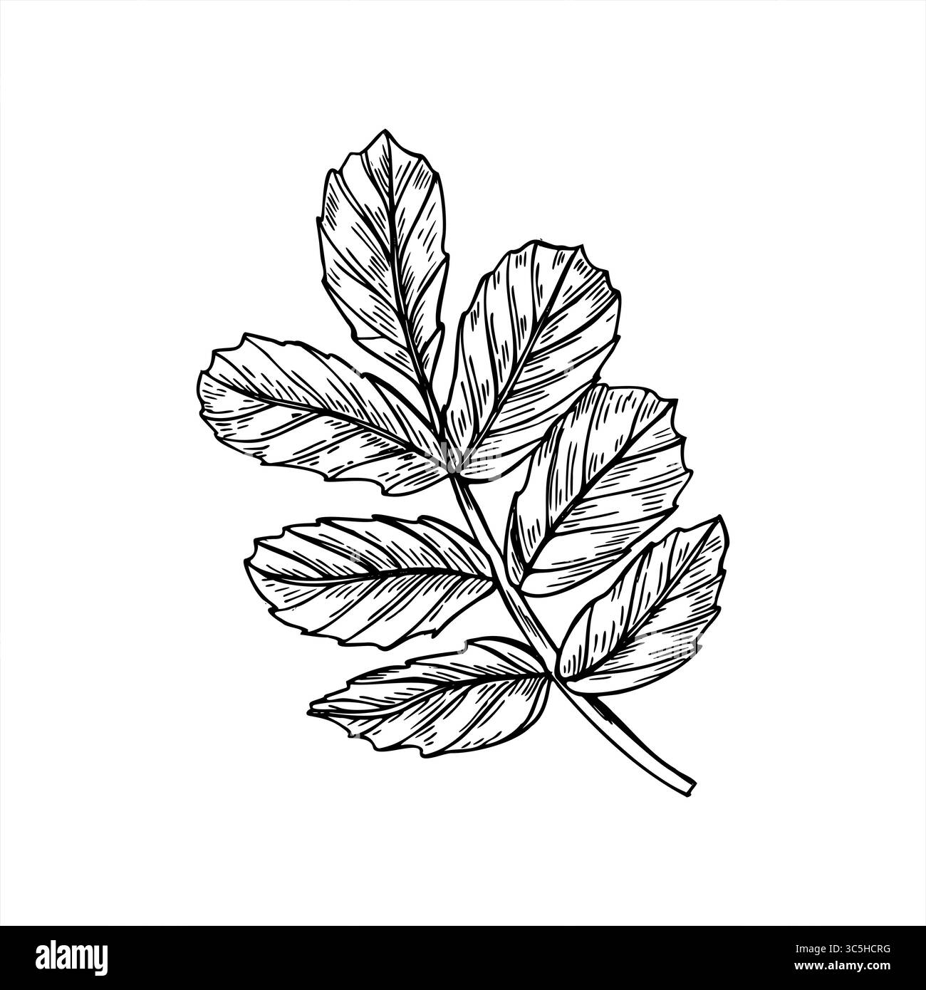 Illustrazione vettoriale monocromatica a foglia di rosa dipinta con inchiostri neri. Foglie di dogrosio con venature dettagliate e bordi seghettati per guide botaniche Illustrazione Vettoriale