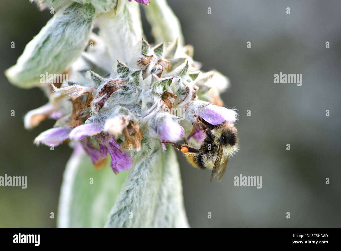Le api fuzzy impollinano fiori viola morbidi in una macro natura ravvicinata. Texture delicate e colori vivaci evidenziano il processo di impollinazione essenziale in su Foto Stock
