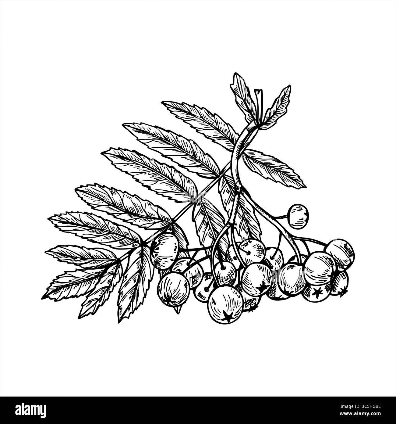 Diramazione con le bacche di rowan e foglie illustrazione vettoriale isolata in uno schizzo in stile bianco e nero. Gruppo di bacche di frassino di montagna monocromatico disegnato a mano Illustrazione Vettoriale
