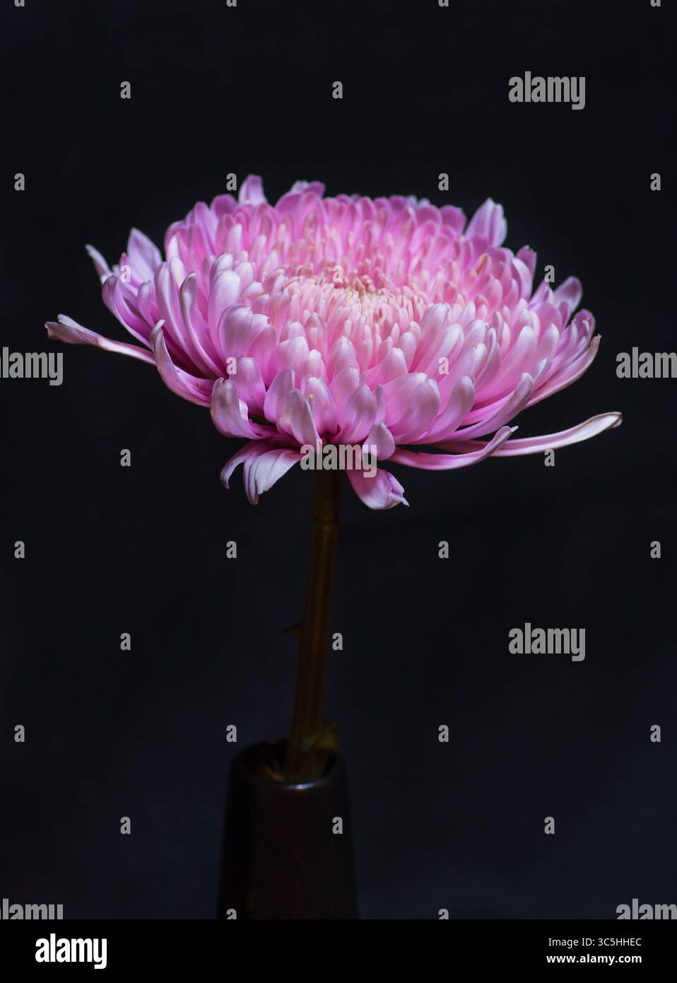 Crisanthemum singolo in vaso su sfondo nero. Ritratto floreale STILL Life. Elemento botanico per il design.illuminazione principale. Natura morta floreale illuminata da chiave Foto Stock