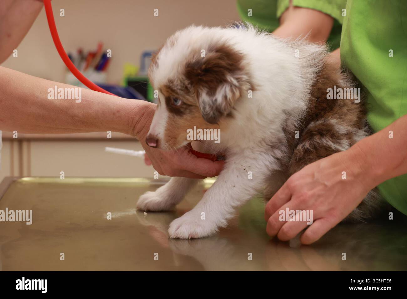 Assistenza veterinaria per un cucciolo adorabile e carino in una clinica animale locale per la salute degli animali domestici Foto Stock