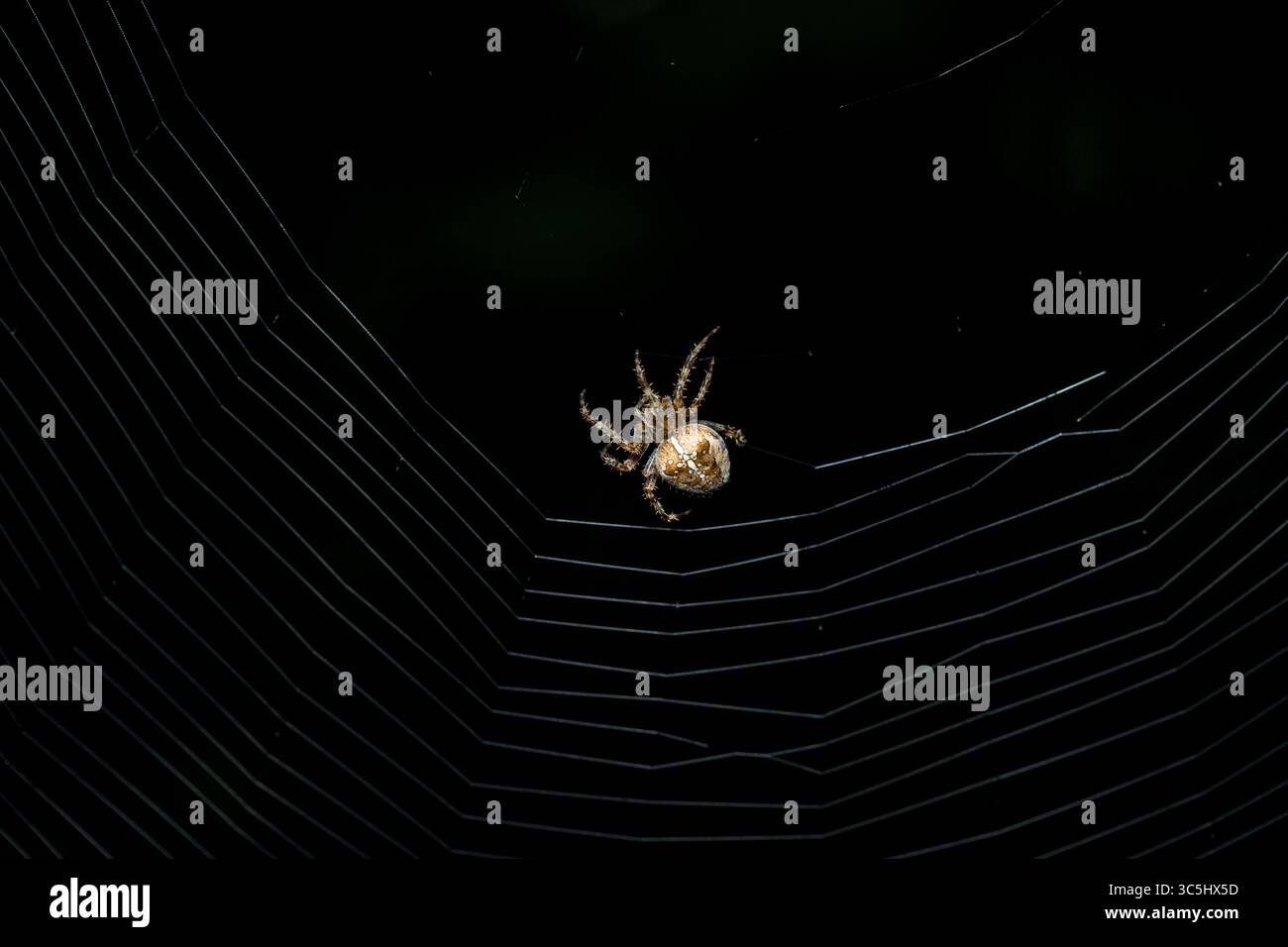 Ragno da giardino europeo (Araneus diadematus) che crea ragnatela contro il fondale scuro della foresta Foto Stock