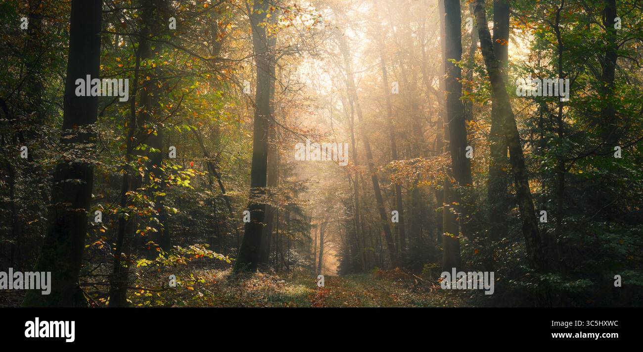 Bosco autunnale, atmosfera magica con luce calda e soffusa del sole che splende attraverso la nebbia. Strada sterrata che conduce attraverso alberi autunnali. Foto Stock