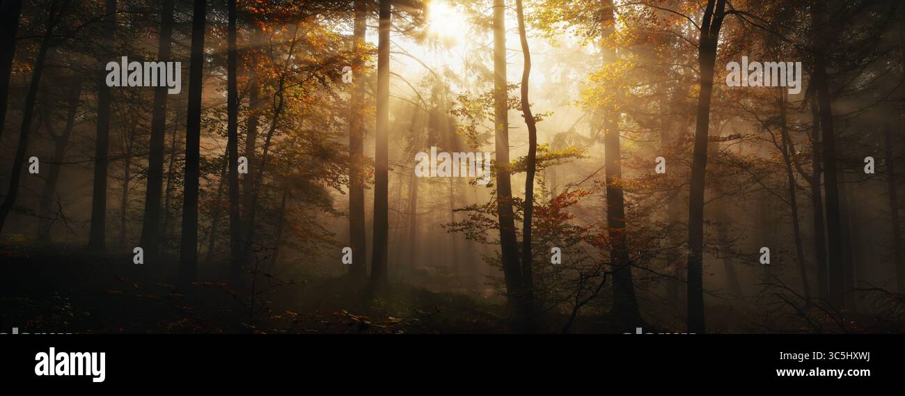 La magia della luce del sole autunnale con sagome di alberi in una foresta nebbiosa, un paesaggio boschivo dorato panoramico Foto Stock