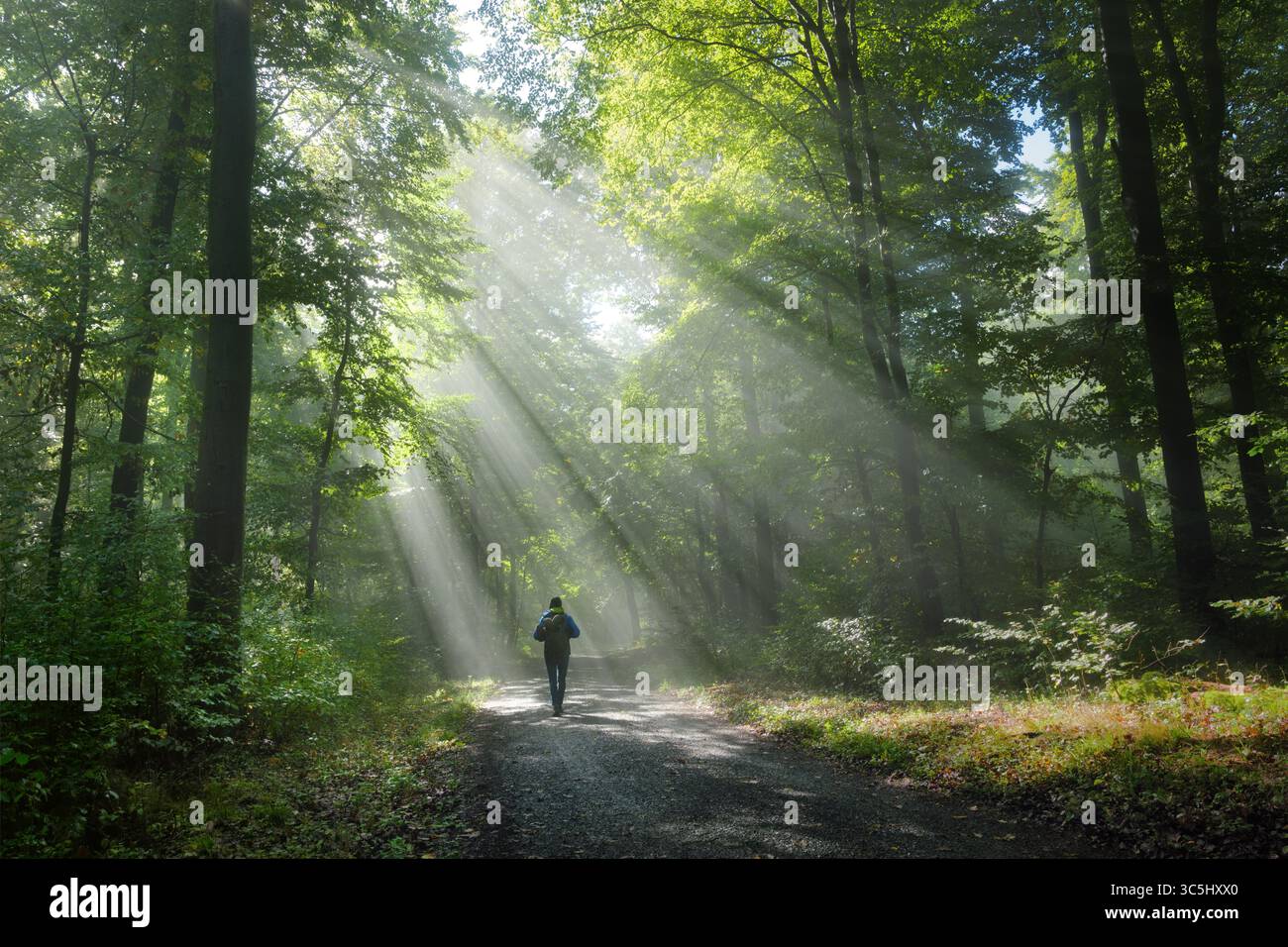 Fai un'escursione in una foresta verde nebbiosa con bellissimi fasci di luce. Uomo con zaino che cammina su una strada sterrata panoramica in un'atmosfera elevatissima. Foto Stock