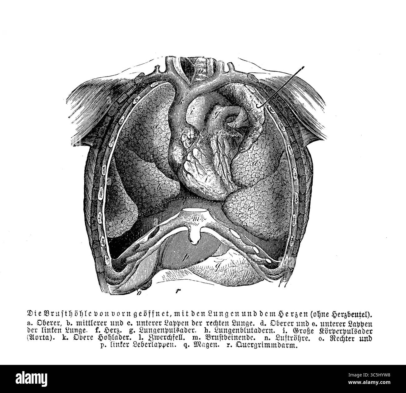 Vista frontale della cavità toracica aperta con polmoni e cuore esposti, incisione del XIX secolo con descrizioni tedesche Foto Stock