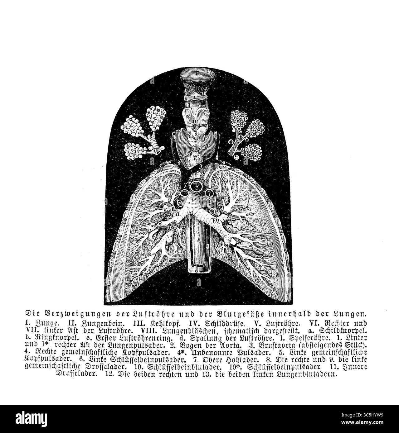 Anatomia: Ramificazioni cardiache-trachea e vascolatura del sangue polmonare, incisione del XIX secolo con descrizioni tedesche Foto Stock