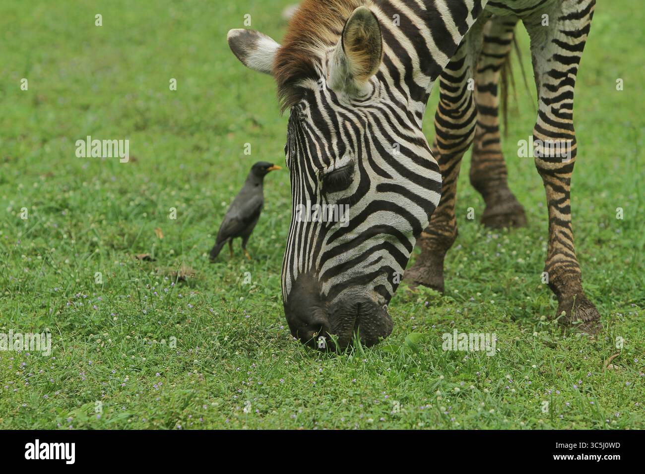 le zebre sono viste pascolare con gli storni Foto Stock