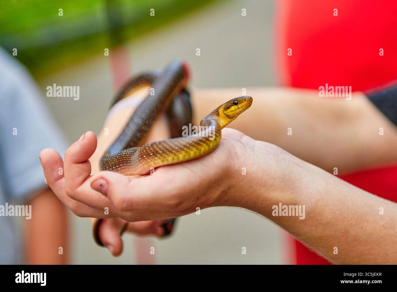 Persona che tiene in mano un serpente colorato (Zamenis longissimus) con una presa delicata all'aperto Foto Stock