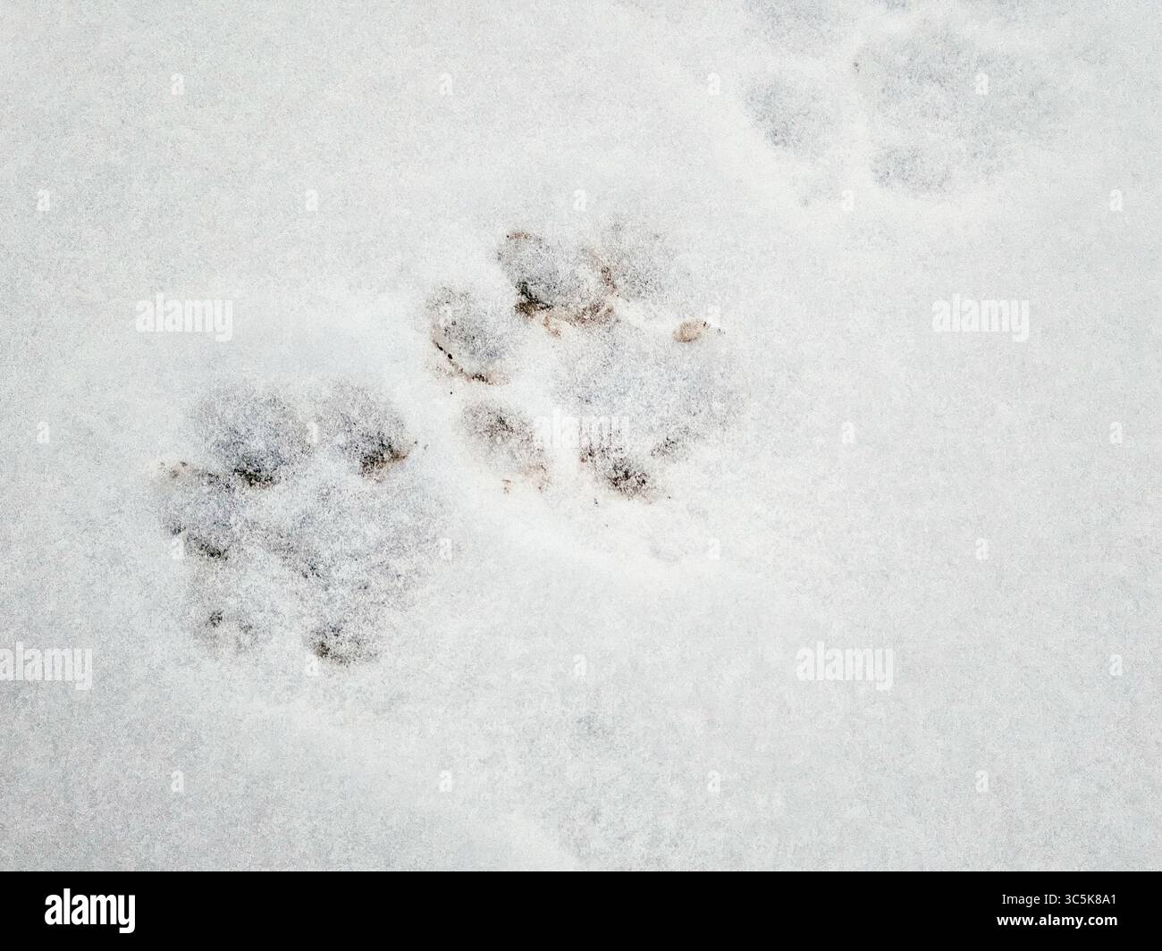 Mountain Lion Tracks, Bosque del Apache National Wildlife Refuge, New Mexico, Stati Uniti. Foto Stock