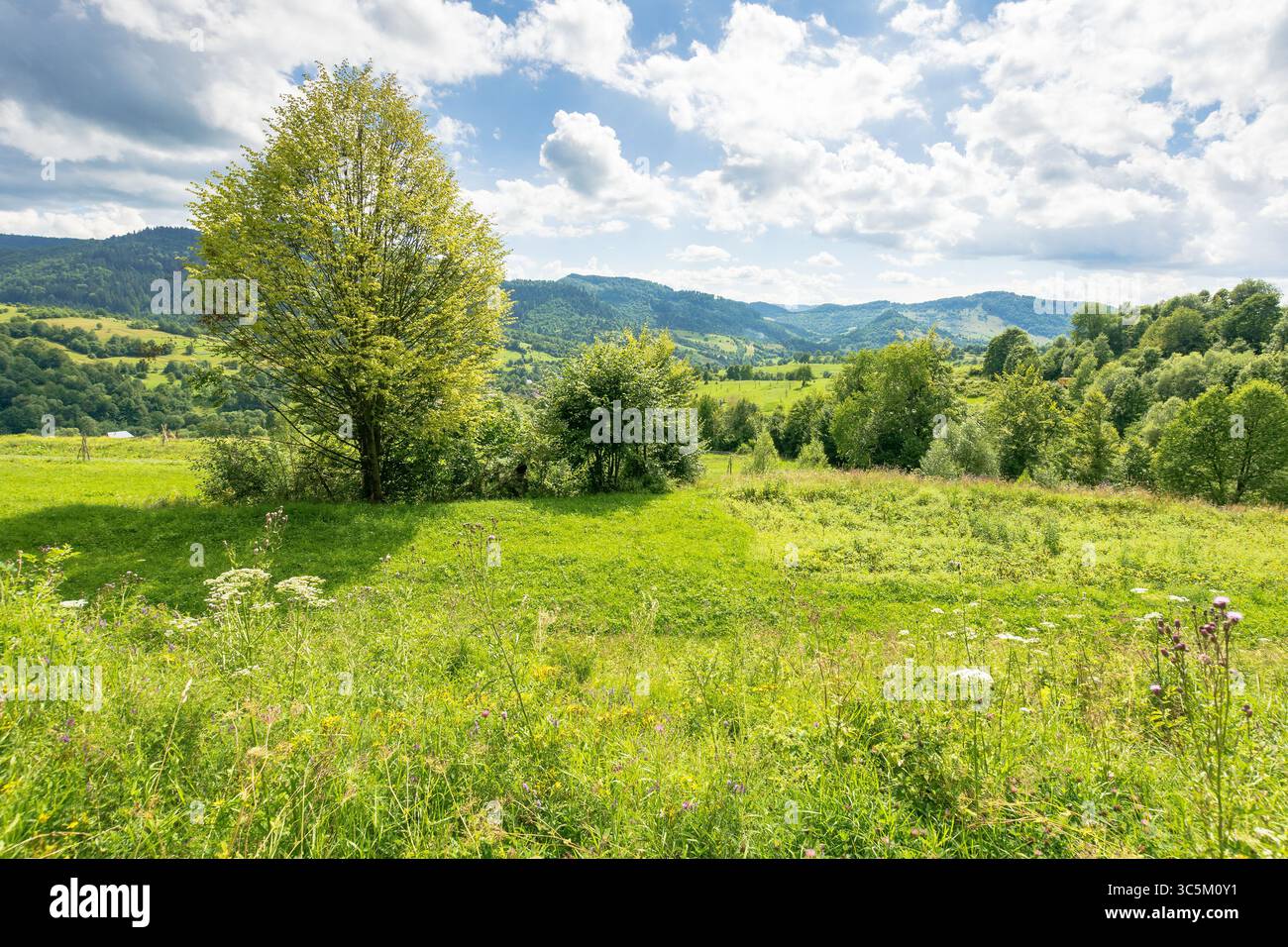 paesaggio di campagna montano in estate. clima alpino. splendida vista con alberi decidui sul campo erboso. foresta sulla lontana collina sotto il blu Foto Stock