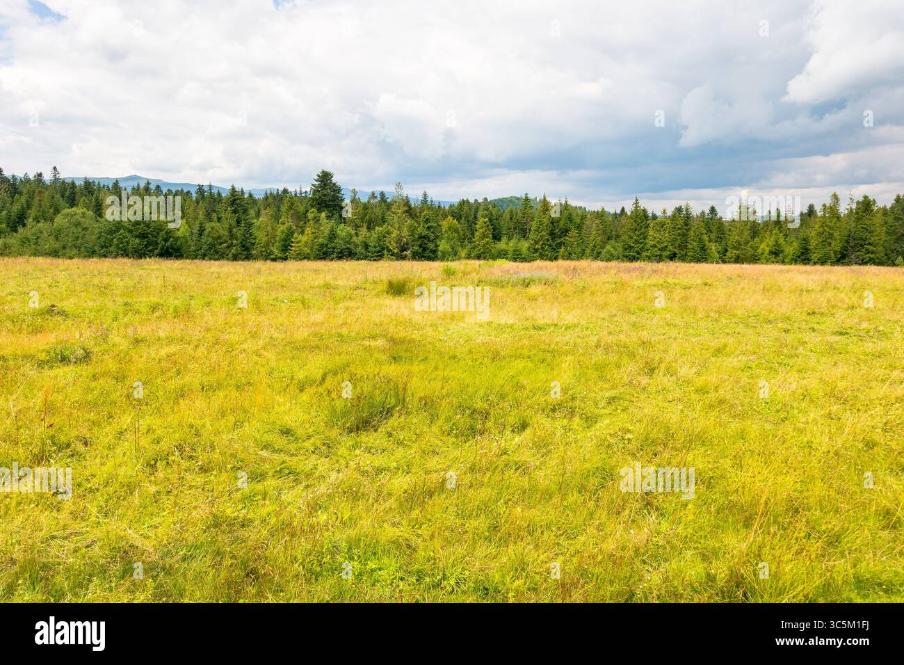 pascolo rurale in una giornata nuvolosa con montagne lontane. natura all'aperto con prato e foresta in estate. paesaggio con tempo tranquillo Foto Stock