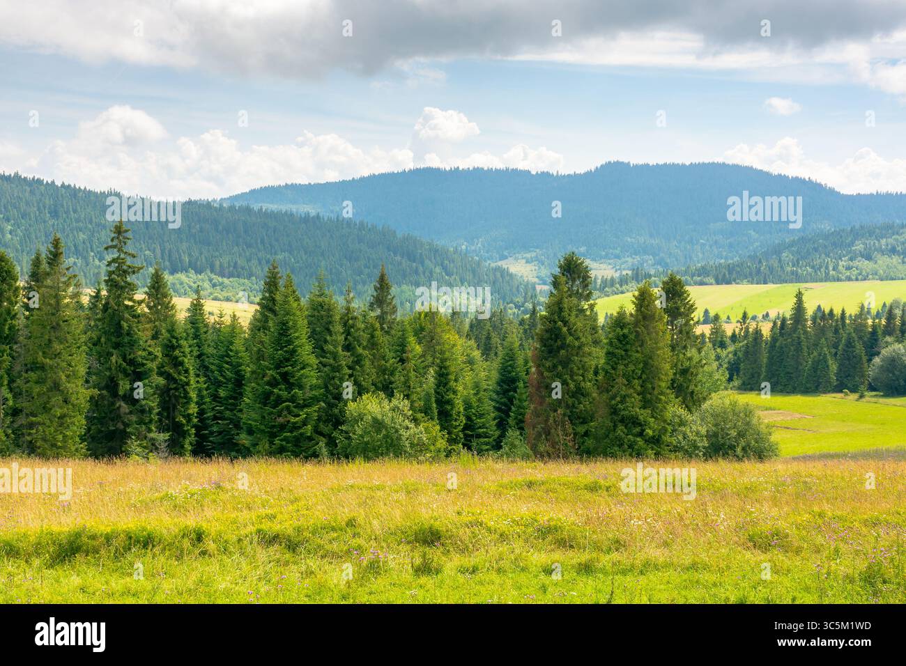 paesaggio dei carpazi con cielo nuvoloso in estate. viaggia sullo sfondo con gli alberi sulla collina. splendida zona rurale in una giornata di sole Foto Stock