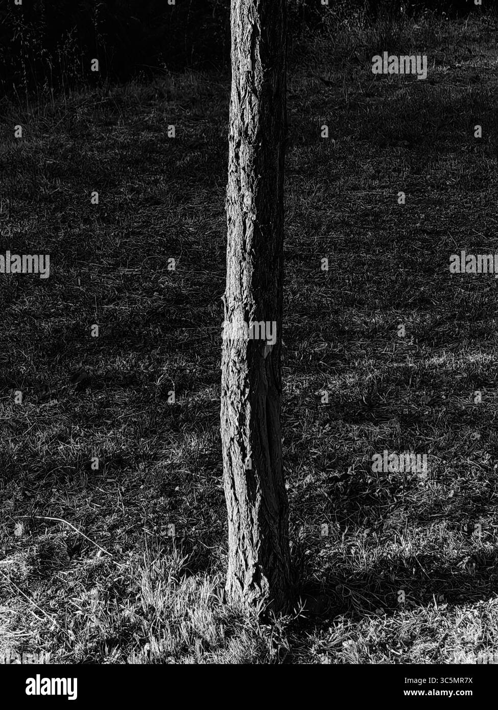 Luce del tramonto sul tronco dell'albero nel parco. Tonalità monocromatiche. Foto Stock