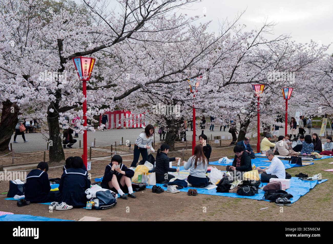 Japanese people enjoying a "hanami" (cherry blossom viewing) picnic party with friends on the grounds of Himeji Castle in Hyogo, Japan. Foto Stock