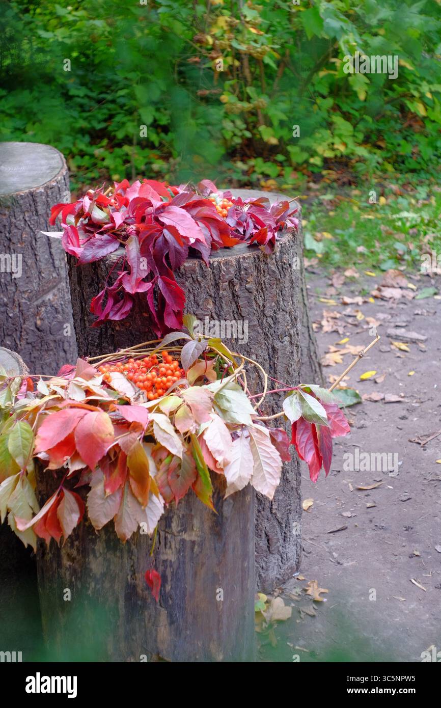 Dendropark Syrets a Kiev, Ucraina. Design paesaggistico, piante decorative e fiori. Foto Stock