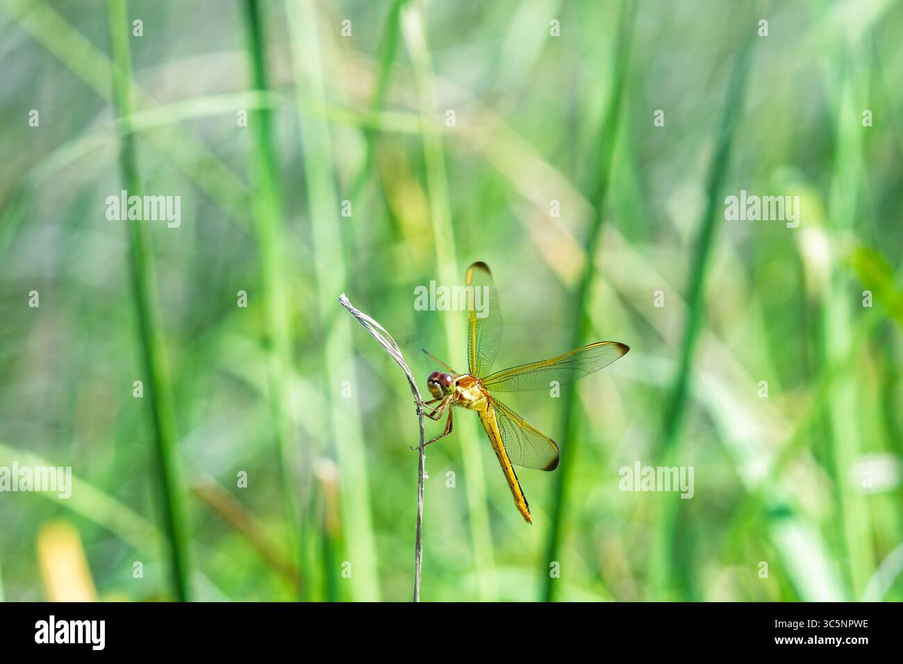 Una libellula dorata poggia su un sottile stelo asciutto e le sue ali traslucide catturano la luce sullo sfondo di un vivace fogliame verde. L'insetto è grande Foto Stock