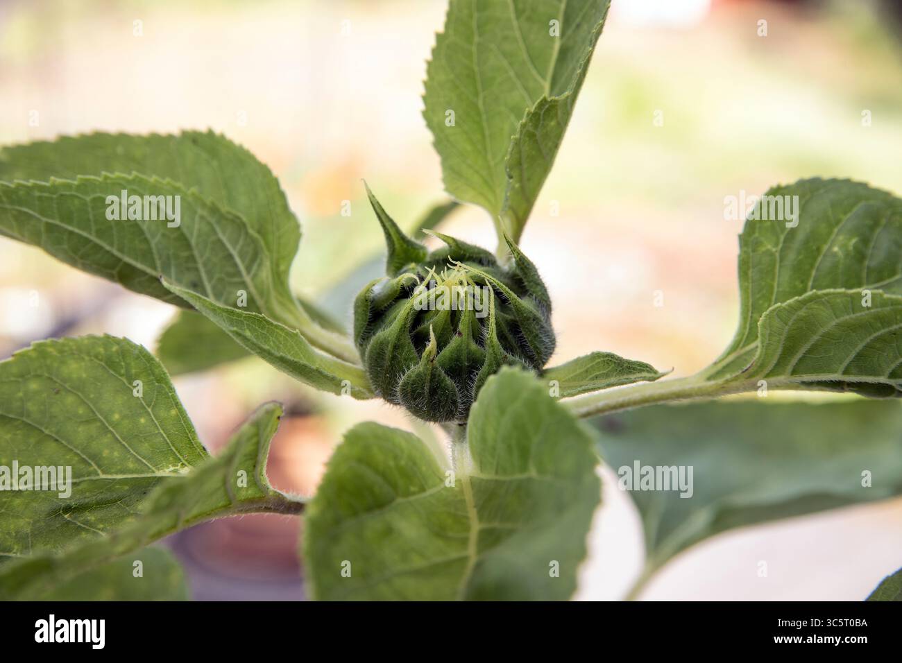 Bocciolo di girasole a luglio. Foto Stock