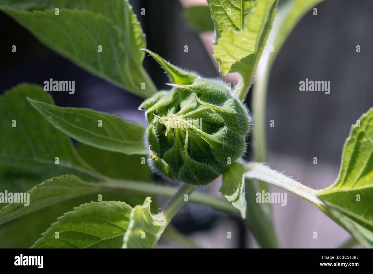 Bocciolo di girasole a luglio. Foto Stock