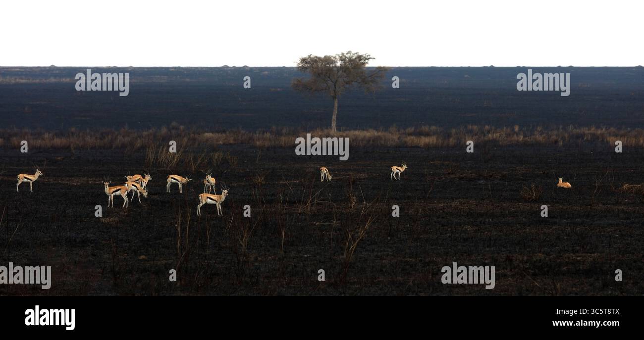 Il pascolo delle gazzelle di Thompson mangia prati bruciati savannah Africa orientale Foto Stock