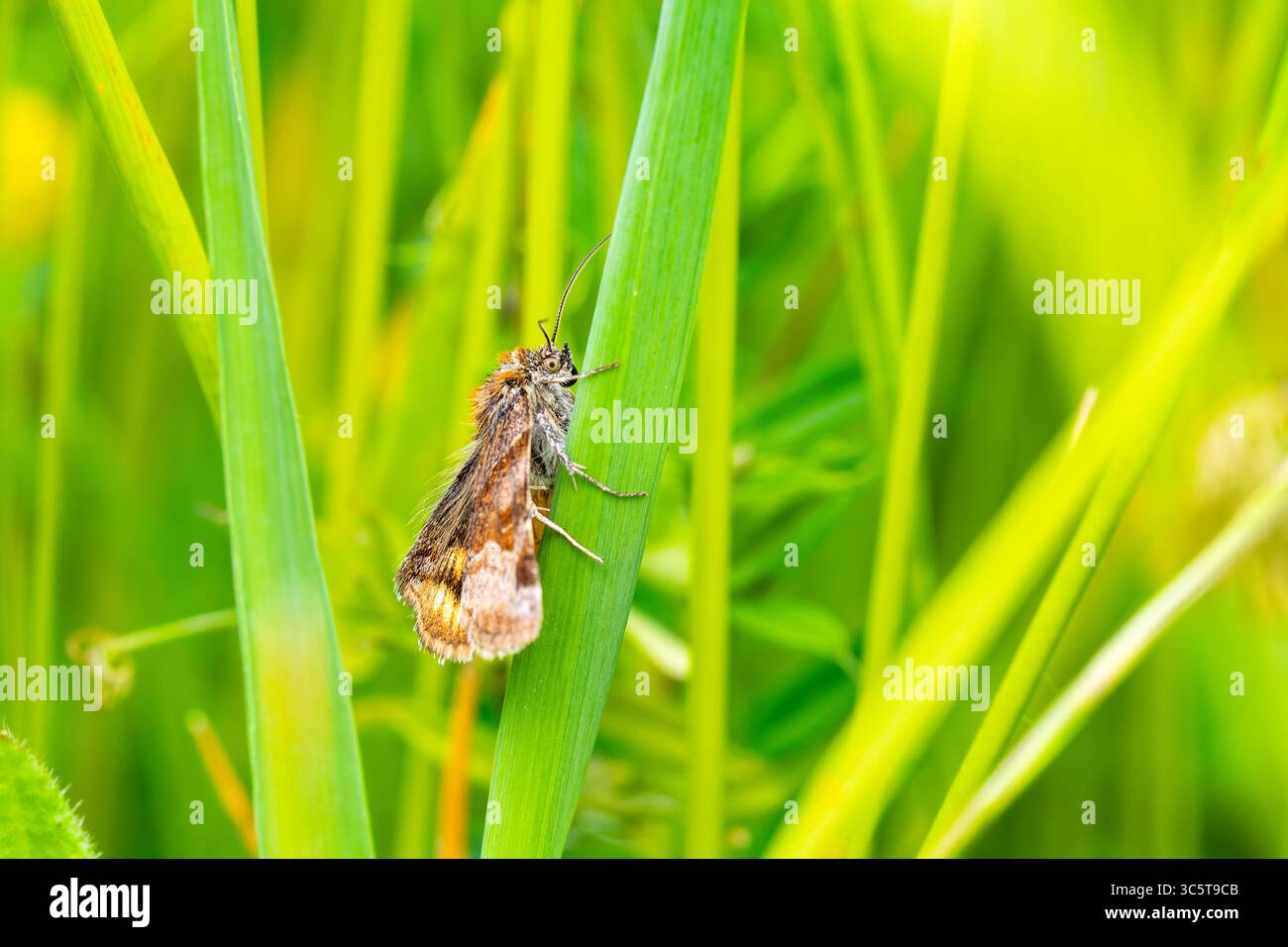 Primo piano di un caddisfly (Trichoptera) appoggiato su erba verde in un prato, luce naturale, macro fotografia. Foto Stock