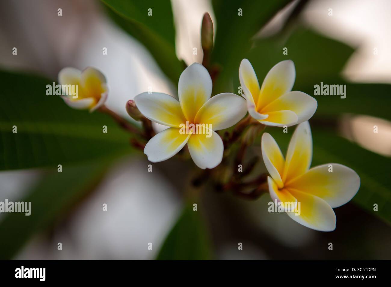 Fiore di frangipani Foto Stock