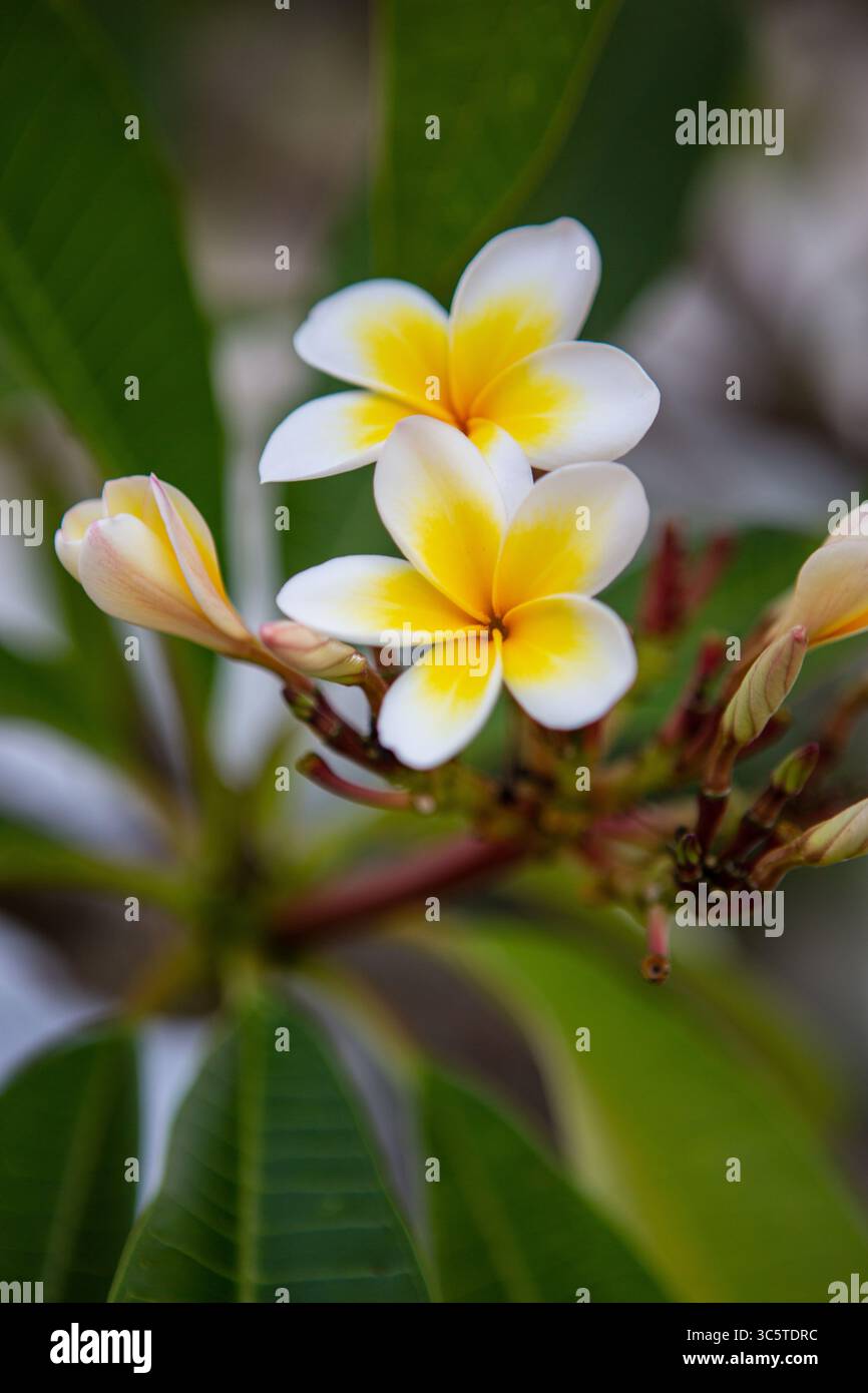 Fiore di frangipani Foto Stock