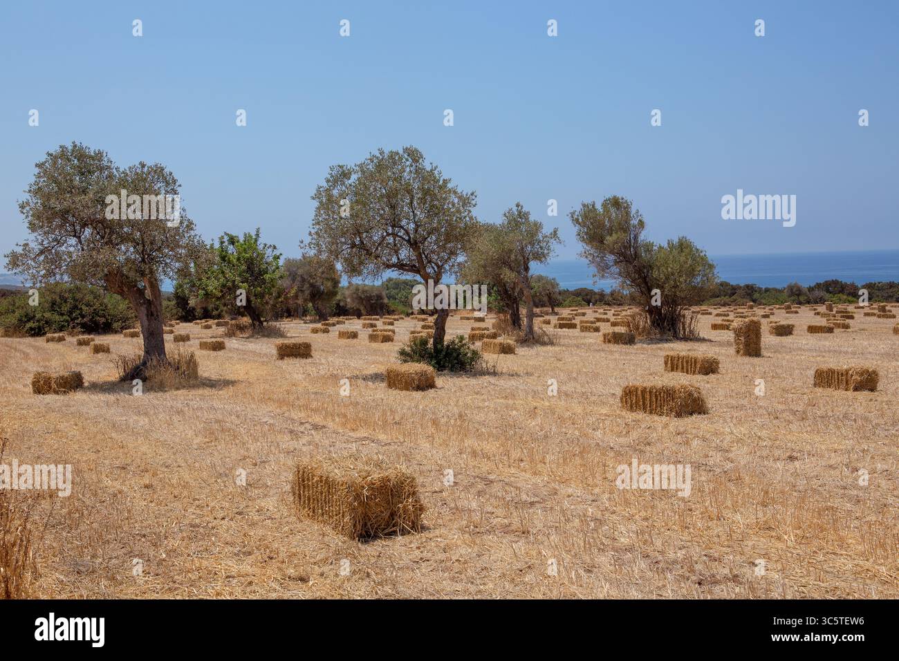 Campo nel Parco Akamas a Cipro Sud Foto Stock