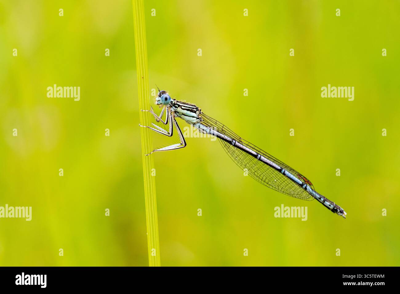 Damselfly blu con gamba di piume Platycnemis pennipes arroccato su gambo d'erba, foto macro odonato da Vergigny, Yonne, Francia. Foto Stock